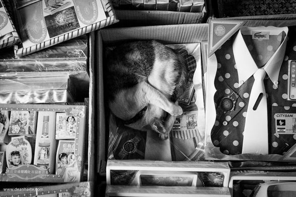 a tiny cat sleeps in a box at a busy market in Bangkok, Thailand
