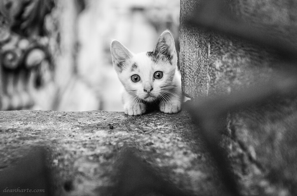 cute kitten on the streets checks out what the photographer is doing :) 