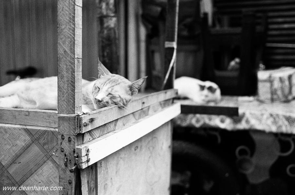 Two cats take a nap at a food stall in Jakarta, Indonesia. Shot on moody black and white Fomapan film. The cat on the foreground is orange while the one in the background is white with black ears.
