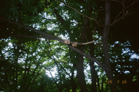 가느다란 나뭇가지에 거꾸로 매달린 매미 허물 2개.