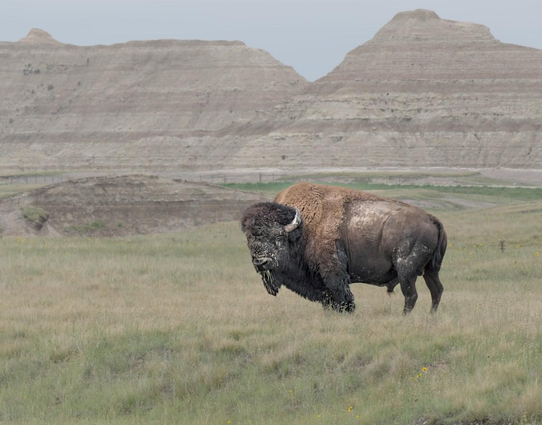 A color landscape photo of an American buffalo. The animal stands, facing in profile to the left, but looking at the camera, in a rolling plain of grass. It has light gray mud clotted on its fur, mostly on the face, and a little on the hip. It is mid-summer so it has lost much of its heavy winter coat which appears as brown fur on the top of the back and shoulders. The background is of some angular hills with horizontal sedimentary layers. They are somewhat triangular shaped so they compliment the triangular features of the animal. 