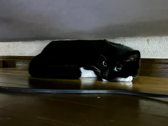A black and white cat lies curled up on a wooden floor, partially hidden under a furniture.
