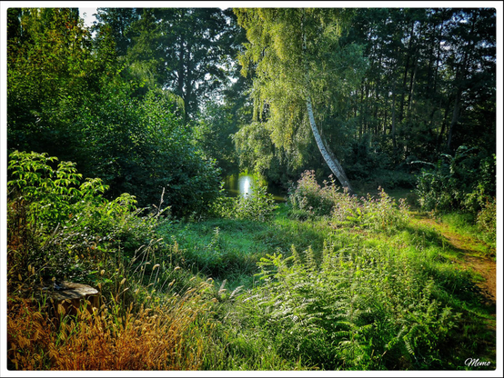 Bildbeschreibung: 
Blick auf den Lauf eines Baches. Rechts und links wachsen verschiedene Pflanzen, Büsche und Bäume. Auf der rechten Seite verläuft ein schmaler Weg.