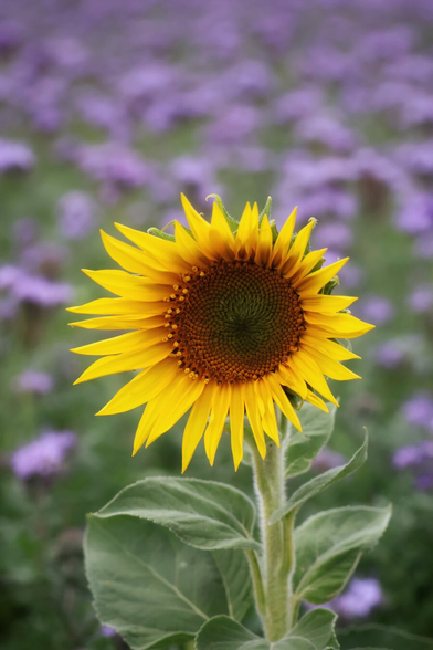 A vibrant, close-up view of a single sunflower in full bloom, its bright yellow petals radiating around a rich brown centre. The sunflower stands tall against a softly blurred background of delicate purple flowers and lush green foliage. The contrast between the sunflower’s vivid yellow and the muted purples and greens of the background creates a striking and cheerful visual effect.