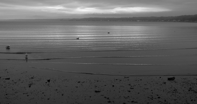 Black and white photograph of a beach at sunrise, with only light coming through a gap in the clouds on the horizon, illuminating the almost calm water of a cove where very small waves die, each forming a line on the water's surface. Two seagulls swim in the middle of the photograph, two others stand with their feet in the water on the left side. In the foreground, the beach sand is covered with small rocks.