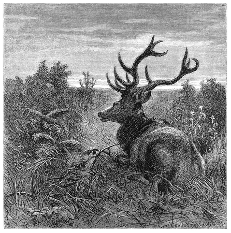 Wood engraving depicting a male deer lying in a broad clearing lush with tall grass and dotted with shrubs.