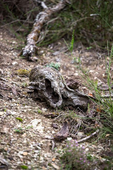 Das Bild zeigt eine Wurzel auf dem Waldboden. Sie ähnelt einem schreienden Gesicht.