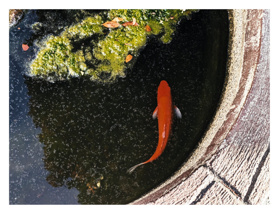 A red fish on a pond.