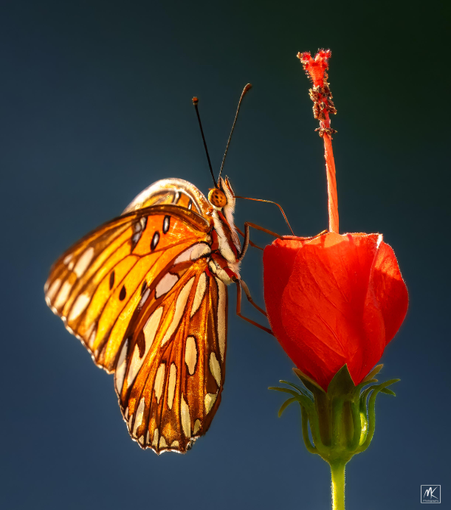 Color photo of an orange Gulf Fritillary butterfly perched on the side of and feeding from an upright red Turk’s Cap flower. 