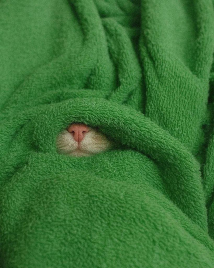 a bright green blanket with just the nose and muzzle of a cute kitty peeping out