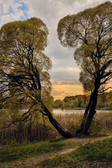 A serene landscape featuring two trees with lush foliage leaning toward a calm lake. The sky is partly cloudy with an orange hue at sunset, and tall grasses frame the water's edge, creating a peaceful natural scene.