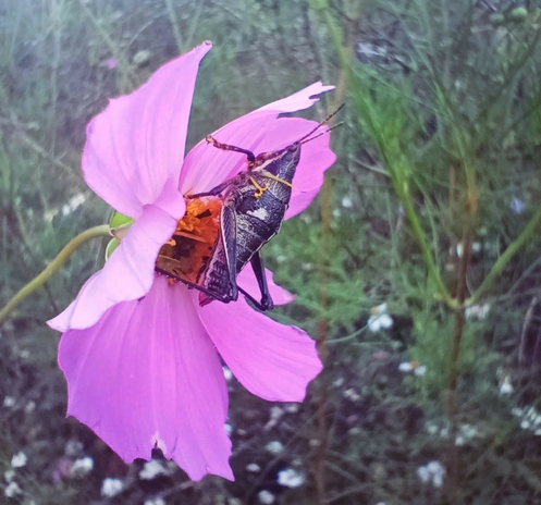 a photo of a black grasshopper prostrated on a flower.