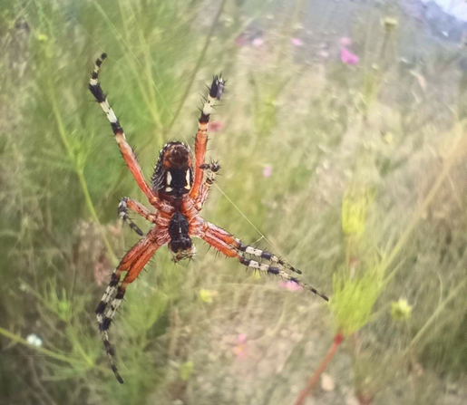 a photo of a spider that I don't know its specie, but it catched my attention.
