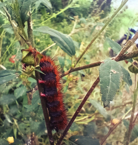 a photo of a black and brown caterpillar on a branch, they should not be touched cause they sting the skin.