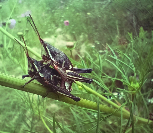 a photo of a pair of black grasshoppers spending it quietly on the plants