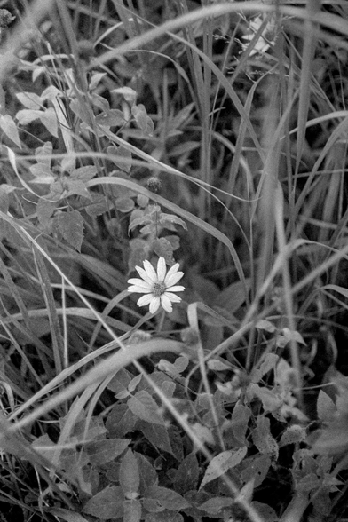 Black and white photo of prairie grass that is growing hazardly around other plants and amongst the chaos there's a solitairy (yellow) brightly sticking out as almost pure white in the spectrum of grays and blacks.