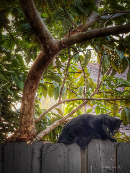 A black cat on the dense staring the ground 