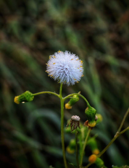A close-up photograph of a delicate groundsel flower seed head in sharp focus, standing on a slender green stem. The seed head is fluffy and white, resembling a dandelion, with a few yellow-tip remnants visible. Below the main seed head, smaller buds and partially formed seed heads can be seen. The background is softly blurred with green foliage, emphasizing the intricate details of the groundsel flower.