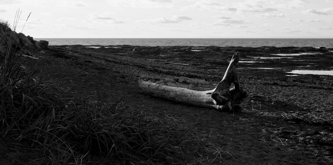 Black and white photograph of a beach of sand and rocks jutting into the water, below a boulder-covered area visible in the upper left. On the sand are two large pieces of driftwood, rendered white and shiny in the sunlight. In the foreground on the left, grasses are growing in the sand, while the sea and sky with small clouds are visible in the distance.