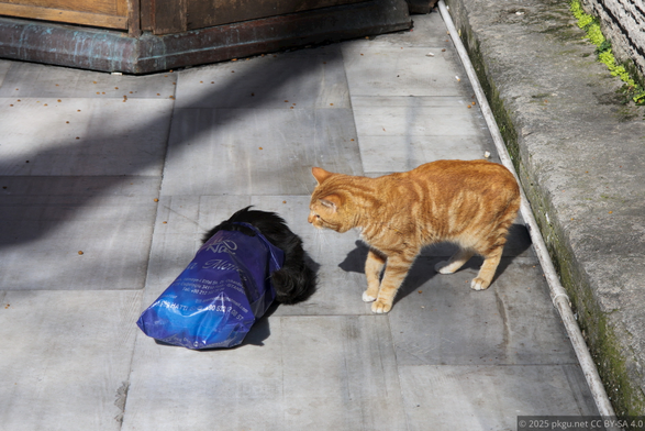 Cats in Istanbul, Turkey.