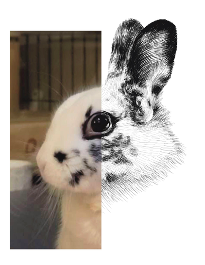 Black and white drawing of a rabbit named El Nino, with the left half of the image being the reference.