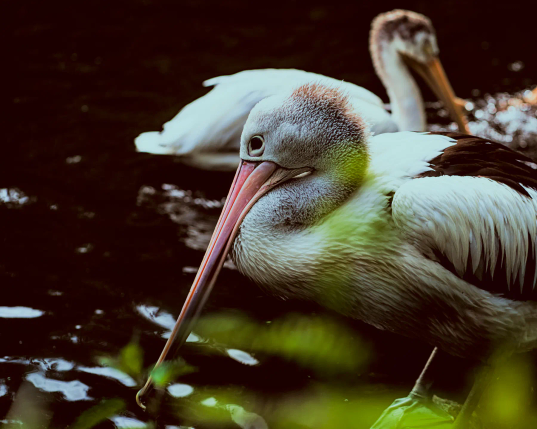Ein Pelikan sitzt am Ufer eines kleinen Teiches und ruht sich aus. Das Gefieder sieht aus, als wäre es feucht. Und am Hinterkopf scheinen ihm die Haare zu Berge zu stehen. 
. 
A pelican is sitting on the bank of a small pond, resting. Its feathers look as if they are damp. And the hair on the back of its head seems to be standing on end. 
. 
