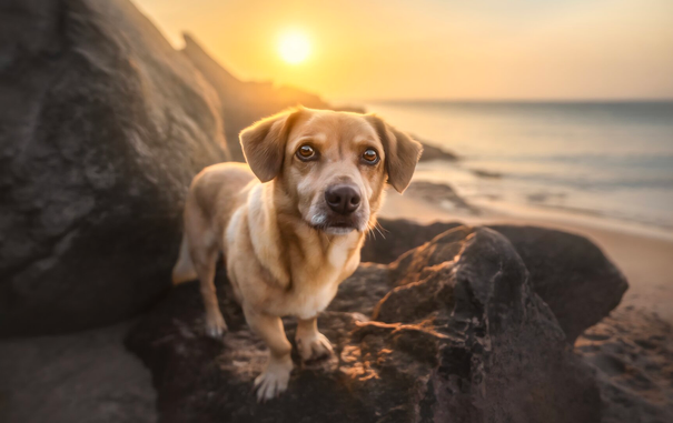 brown Corgi-Mix is standing on a Rock in front of the northern sea. The sun sets behind him.