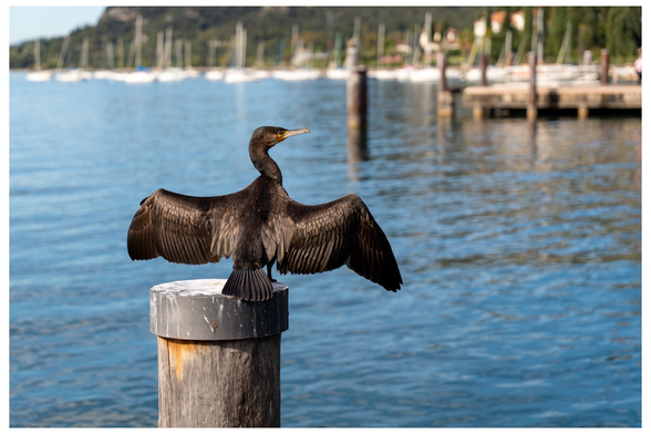 Ein Kormoran sitzt auf einem Pfahl und trocknet seine Flügel. 