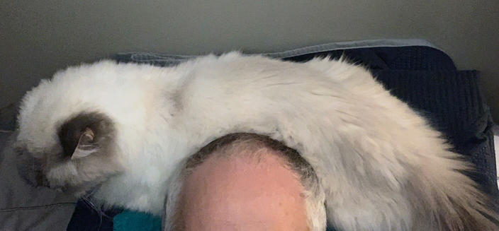 A longhair, mostly white teal-point ragdoll cat is draped behind my head, purring, as we’re both happily sharing a pillow.