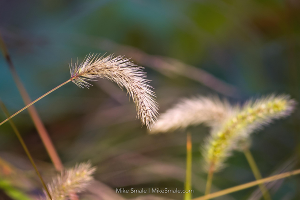 A detailed view of delicate, furry grass stalks with a soft-focus green and brown background. The natural sunlight highlights the textures of the seeds on the leftmost stalk.
