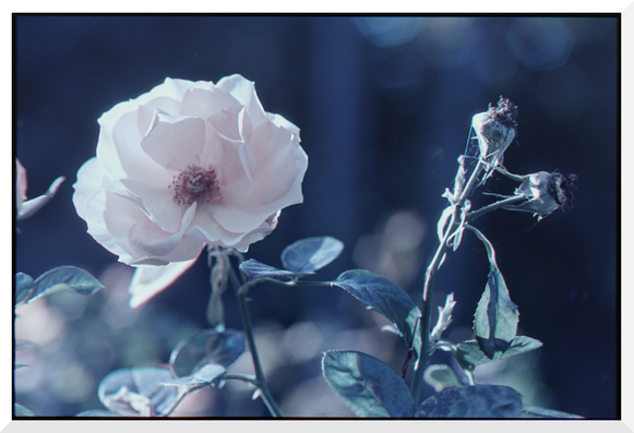 A color photography in landscape orientation. A apricot-white rose. Colors are not very saturated.