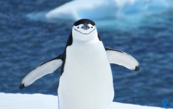 Black and white penguin waddling toward the camera, arm flippers out for balance. This is a chinstrap penguin, looking straight at the camera, so he looks like he has a big smile on his face.