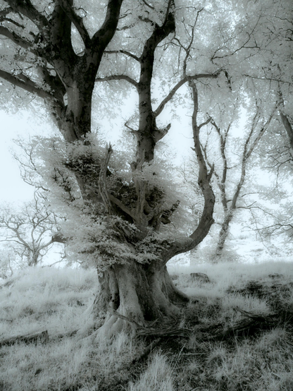 Infrared portrait of a Beech tree with multiple stems and a very thick lower trunk. A mist of leaves surround the mid section, all is misty and ethereal, some thinner distant trees , pale thin grasses on the ground. 