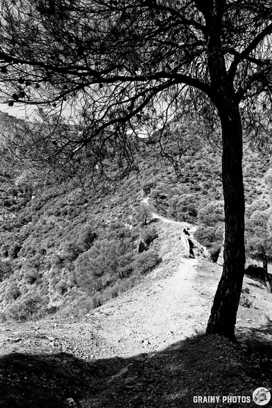 A black and white photo of a rugged hillside path winding through dense, bushy vegetation. A tall tree stands in the foreground, its shadow cast over the path, whilst mountains and more trees fill the background.