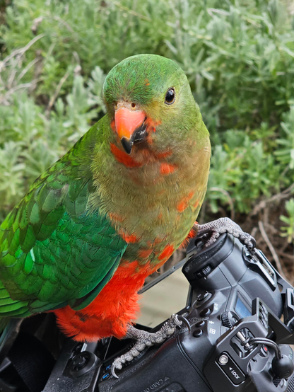 Juvenile male king parrot sitting on a Canon R5.