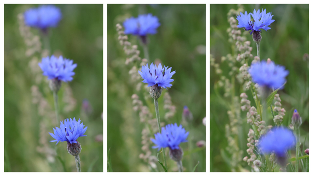 This triptych presents the same three blue cornflowers in a meadow, each panel offering a distinct focal point to emphasise their natural elegance.

In the first panel, the focus is on the **bottom cornflower**, its vivid blue petals sharply defined, while the two flowers above are softly blurred. The second panel shifts attention to the **middle cornflower**, bringing its delicate petals into clear view, with the top and bottom flowers gently out of focus. The third panel highlights the **top cornflower**, its vibrant blue petals standing out, while the other two flowers appear softly blurred in the background. Throughout the triptych, the surrounding green foliage and wild plants create a tranquil, natural setting.