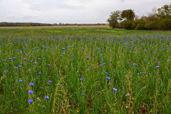 A vibrant field stretches into the distance, carpeted with lush green grass and dotted with countless bright blue cornflowers in full bloom. The flowers create a striking contrast against the verdant landscape, their vivid blue petals standing out amidst the sea of green. The horizon is lined with clusters of trees and shrubs, adding depth to the scene. Above, the sky is overcast with a blanket of soft grey clouds, casting a gentle, diffused light over the tranquil countryside. The image captures the serene beauty of a wildflower meadow, evoking a sense of calm and natural splendour.