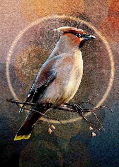 Illustration of a Cedar Waxwing perched on a branch. Behind the bird is a tan paper texture with a blue gradient at the bottom, cross hatching, and a bokeh lighting effect with a double halo of light. Colors are oranges, tans, creams, and blues.