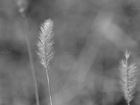 Flower, closeup, black and white, photo