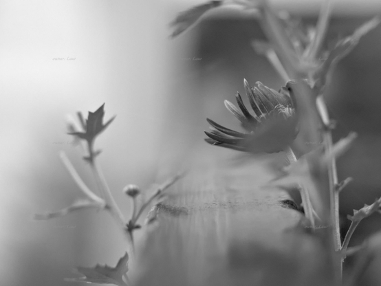 Flower, closeup, black and white, photo