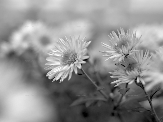 Flowers, closeup, black and white, photo