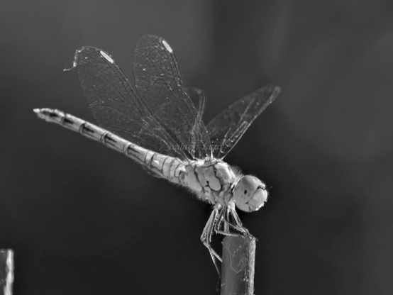 Dragonfly, closeup, black and white, photo