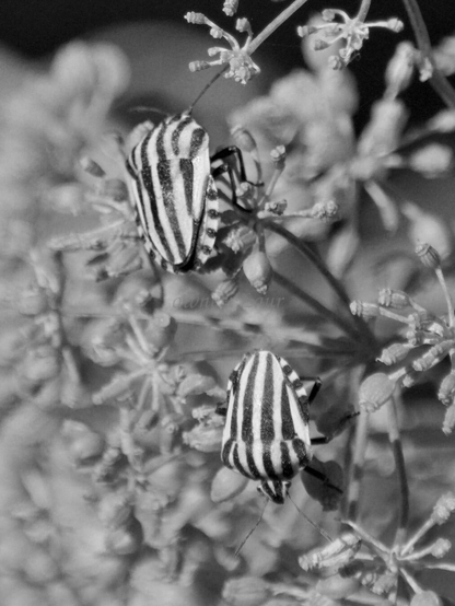 Insects, closeup, black and white, photo