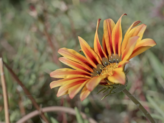 Flower, closeup, color, photo