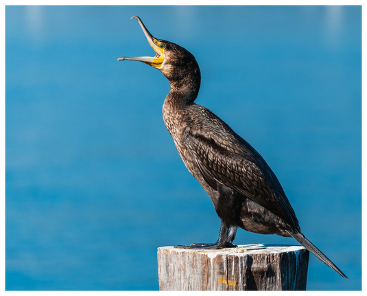 Kormoran auf Pfahl mit weit aufgerissenem Schnabel. 