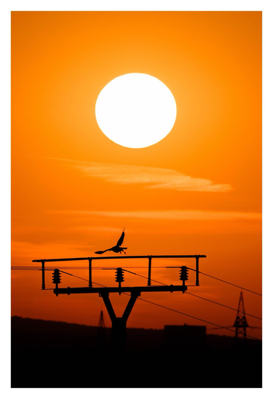 Foto im Hochformat. Sommer, kurz vor Sonnenuntergang. Die Sonne ist mittig oben im Bild, der klare Himmel mit wenigen Wolken ist knallorange. Unten ist die Silhouette eines Telefonmastes mit drei Leitungen. Ein Vogel startet gerade davon und fliegt mit ausgebreiteten Flügeln nach links weg.