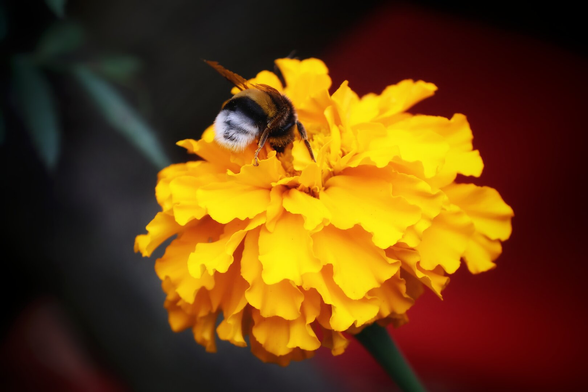 A close-up of a fluffy bumblebee perched on a vibrant yellow marigold flower. The bee, with its distinctive black and yellow striped body and white-tipped tail, appears to be foraging for nectar. The marigold’s bright, layered petals stand out vividly against the dark, blurred background, creating a striking contrast. The scene captures a moment of natural beauty and the essential role of bees in pollination.