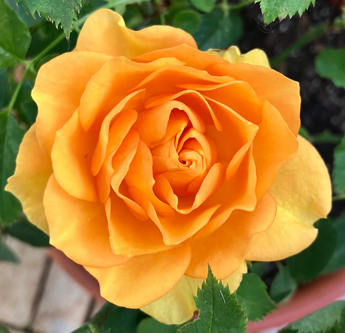 Nahaufnahme vollaufgeblühte Orange Rose