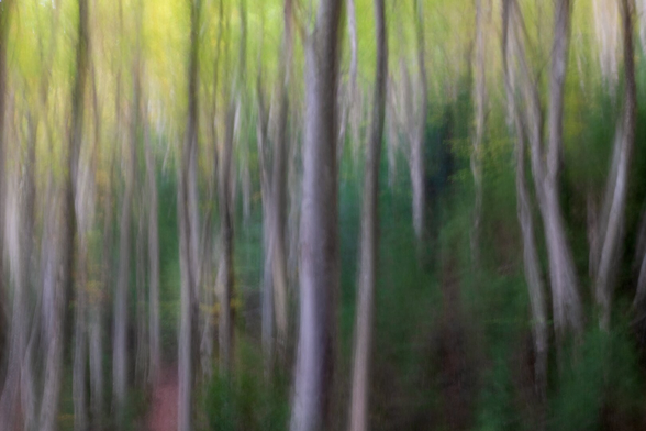 Español: Imagen abstracta de un bosque con árboles altos y delgados.

English: Abstract image of a forest with tall, slender trees.