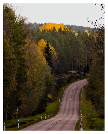 En stående bild på en asfalterad landsväg som går ner i en liten dal och sedan upp till höger. Den har vita pinnar med en svart detalj på båda sidor. Vägen har tät barrskog på båda sidor och några knallgula stråk av björkar.